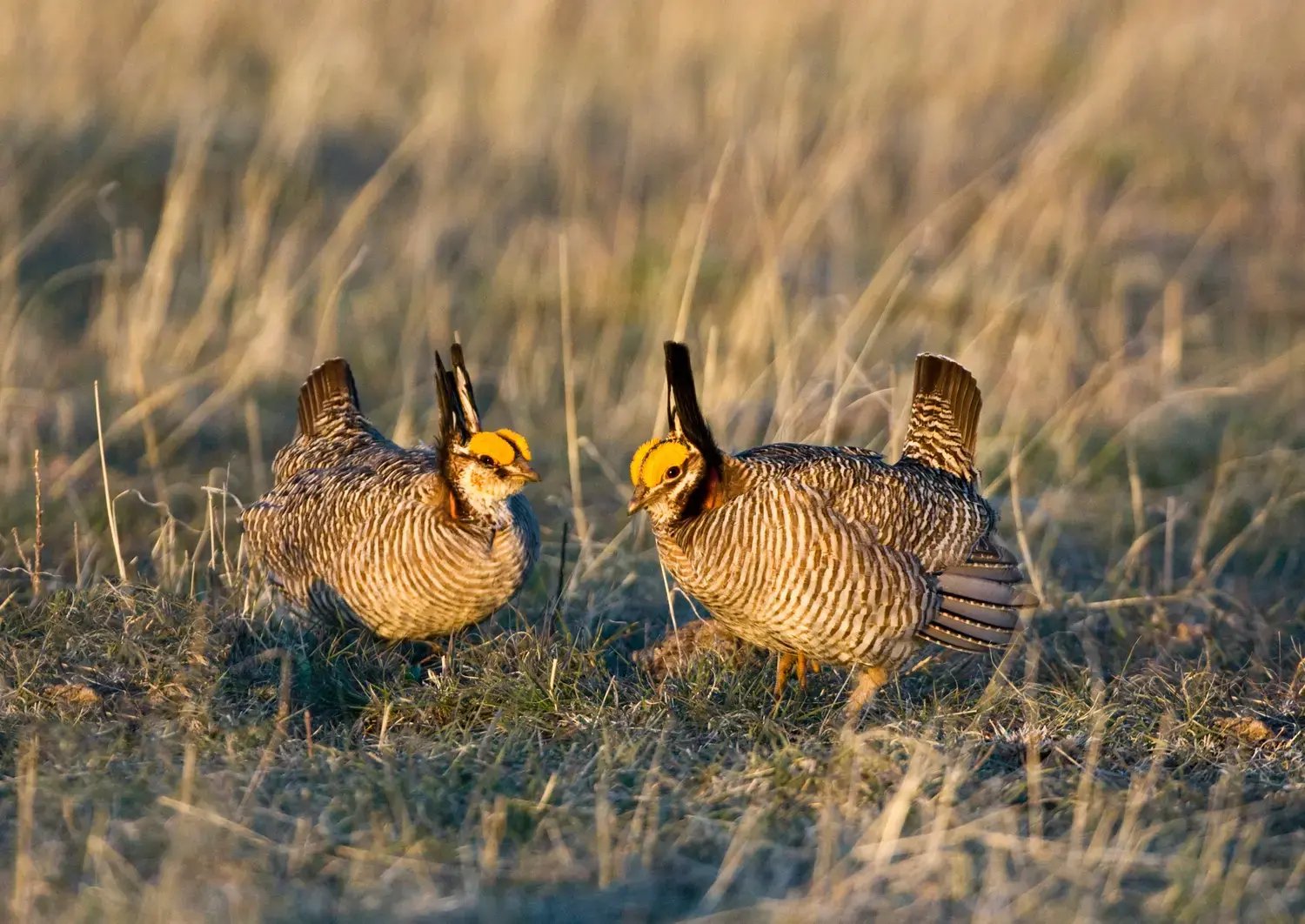 Lesser Prairie Chickens