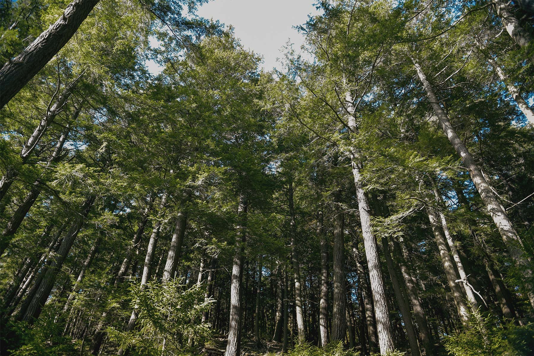 Forest-Trees-Upstate-NewYork
