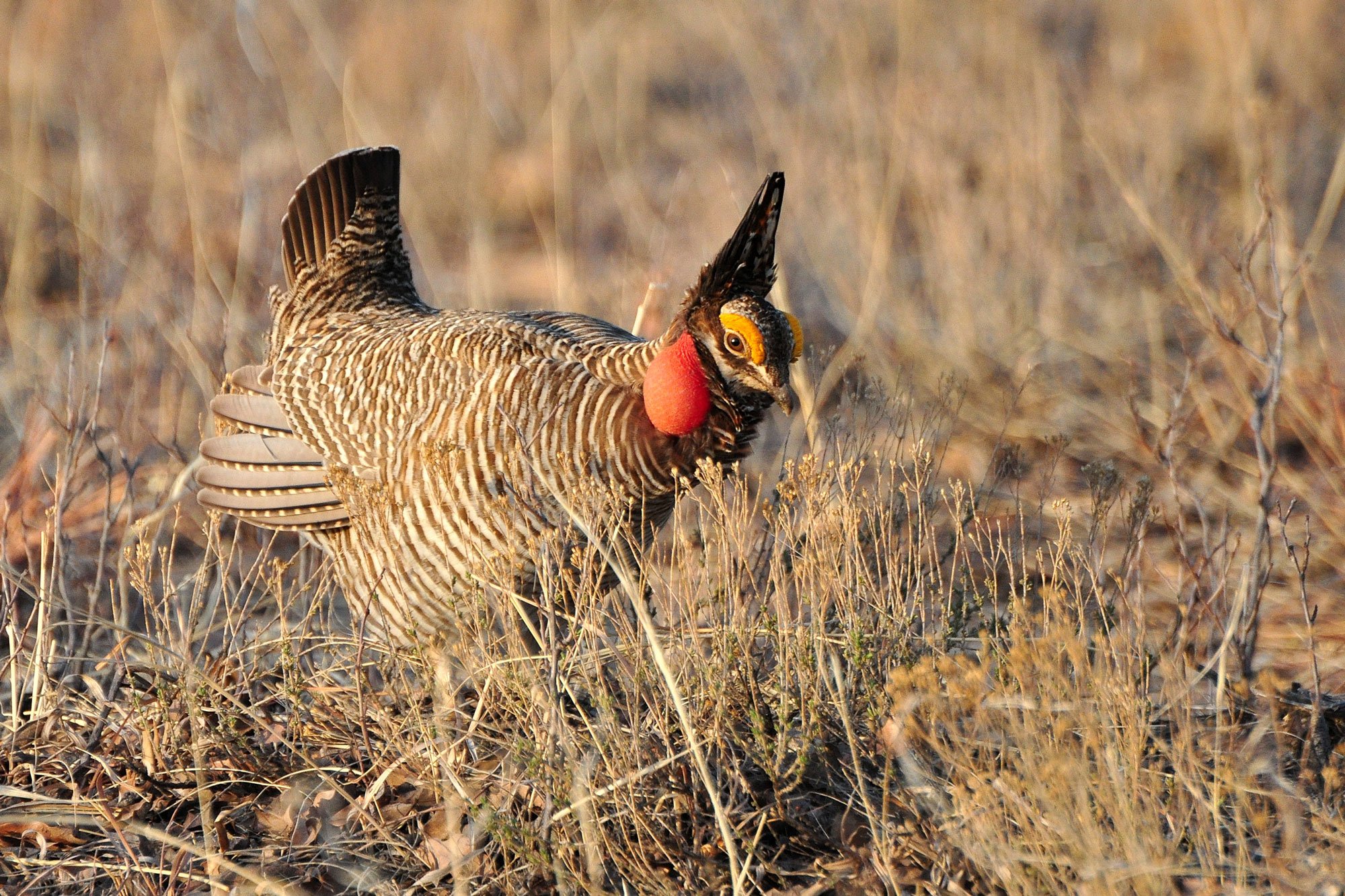 Lesser-Prairie-Chicken-Optimized