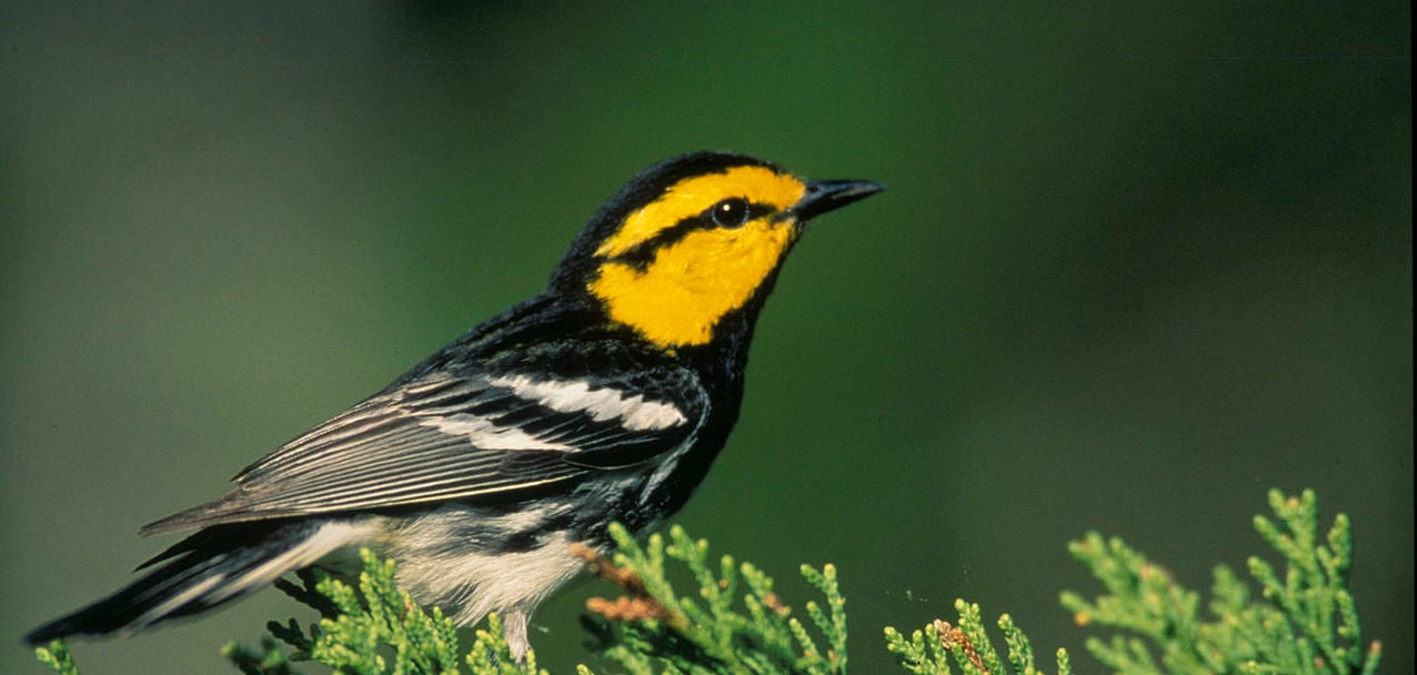 golden cheeked warbler Dendroica chrysoparia USFWS copy