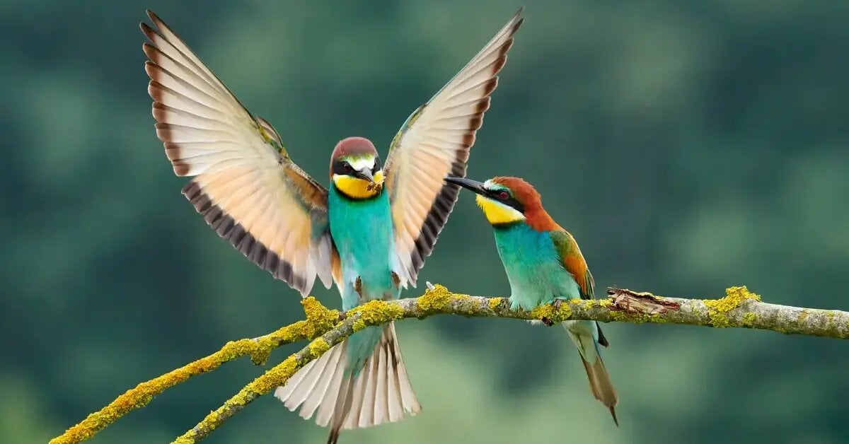 https-__www.transect.com_blog_migratory-bird-permitting