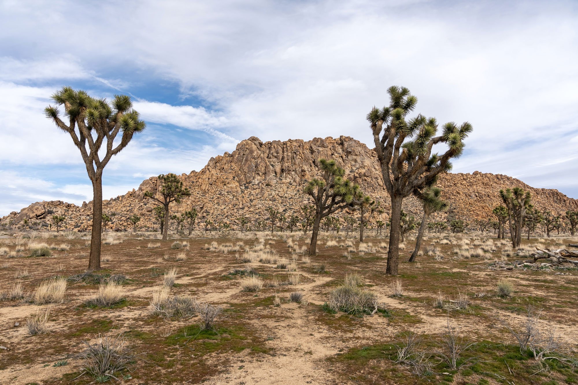 joshua tree credit daniel schwartz