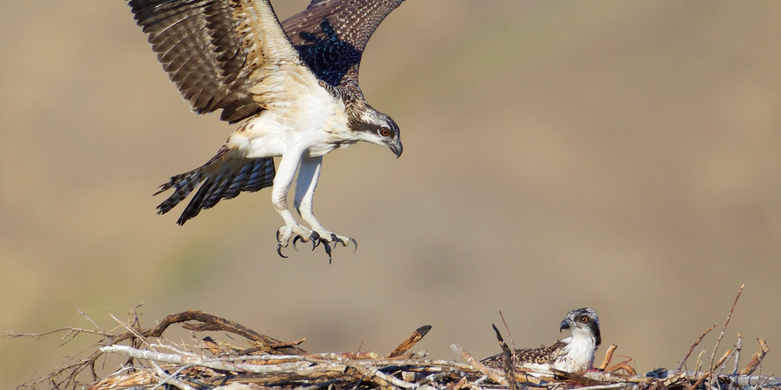 mbta-osprey