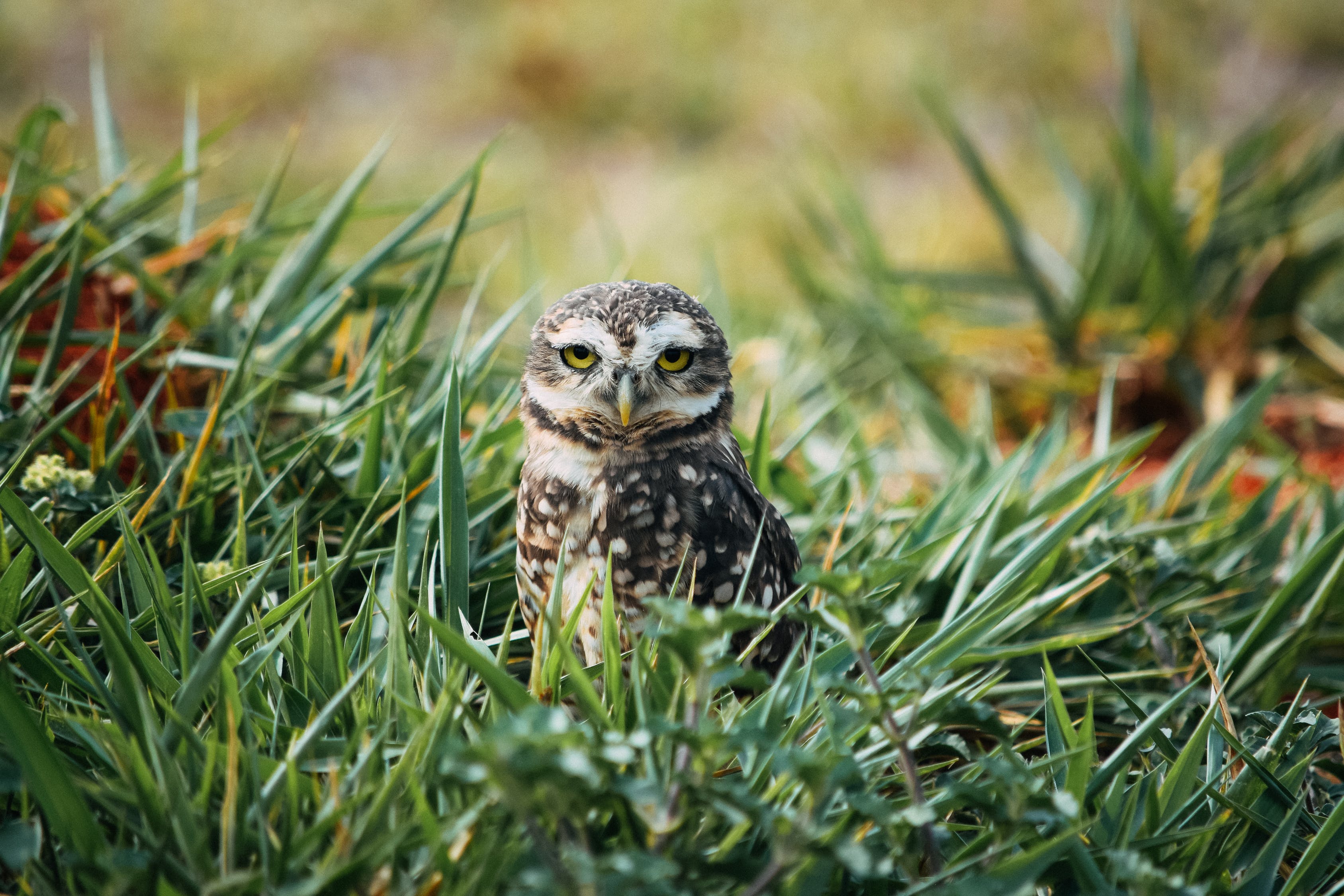 western burrowing owl