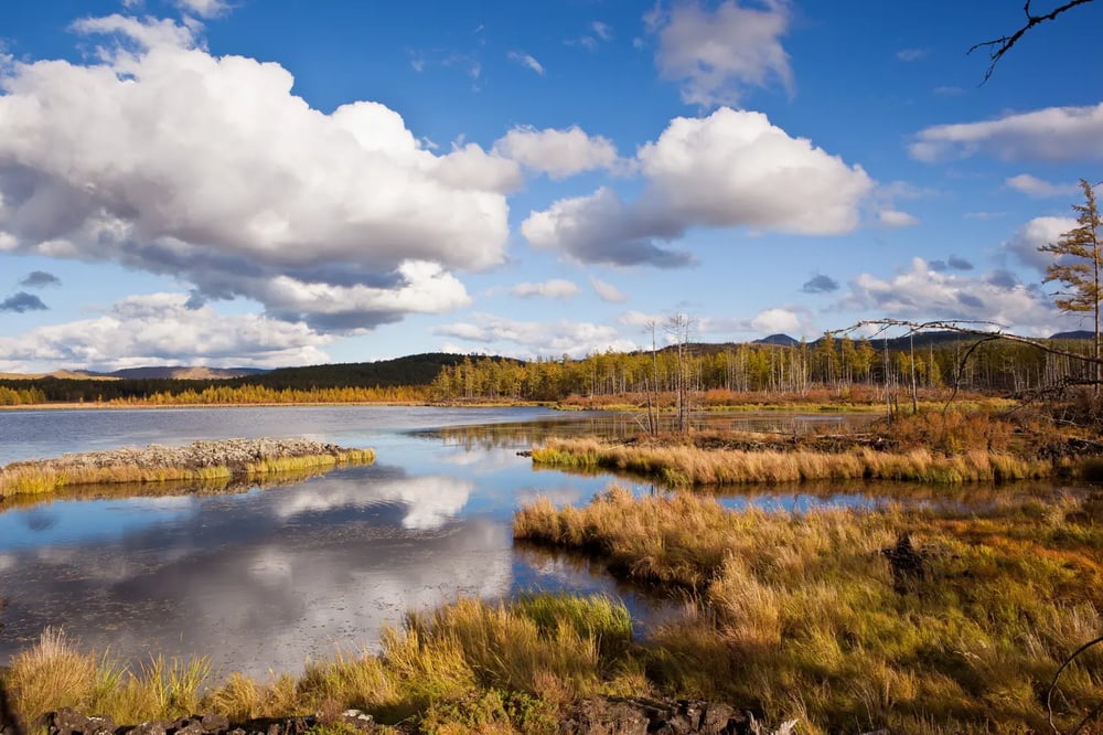 What is a Wetland?