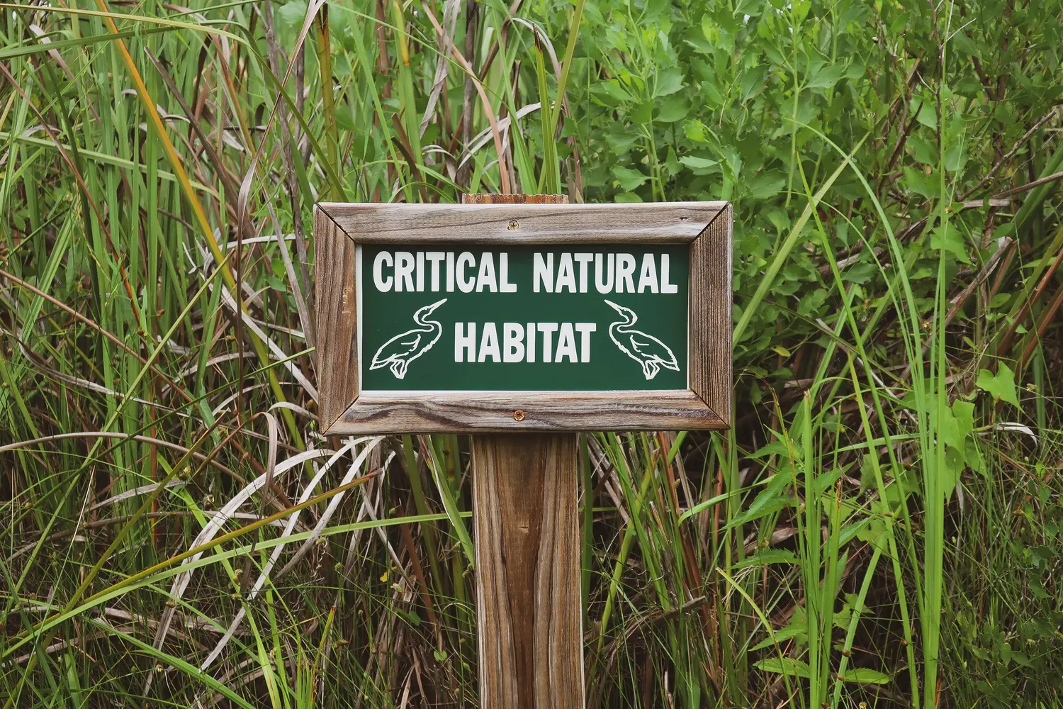 Critical Natural Habitat