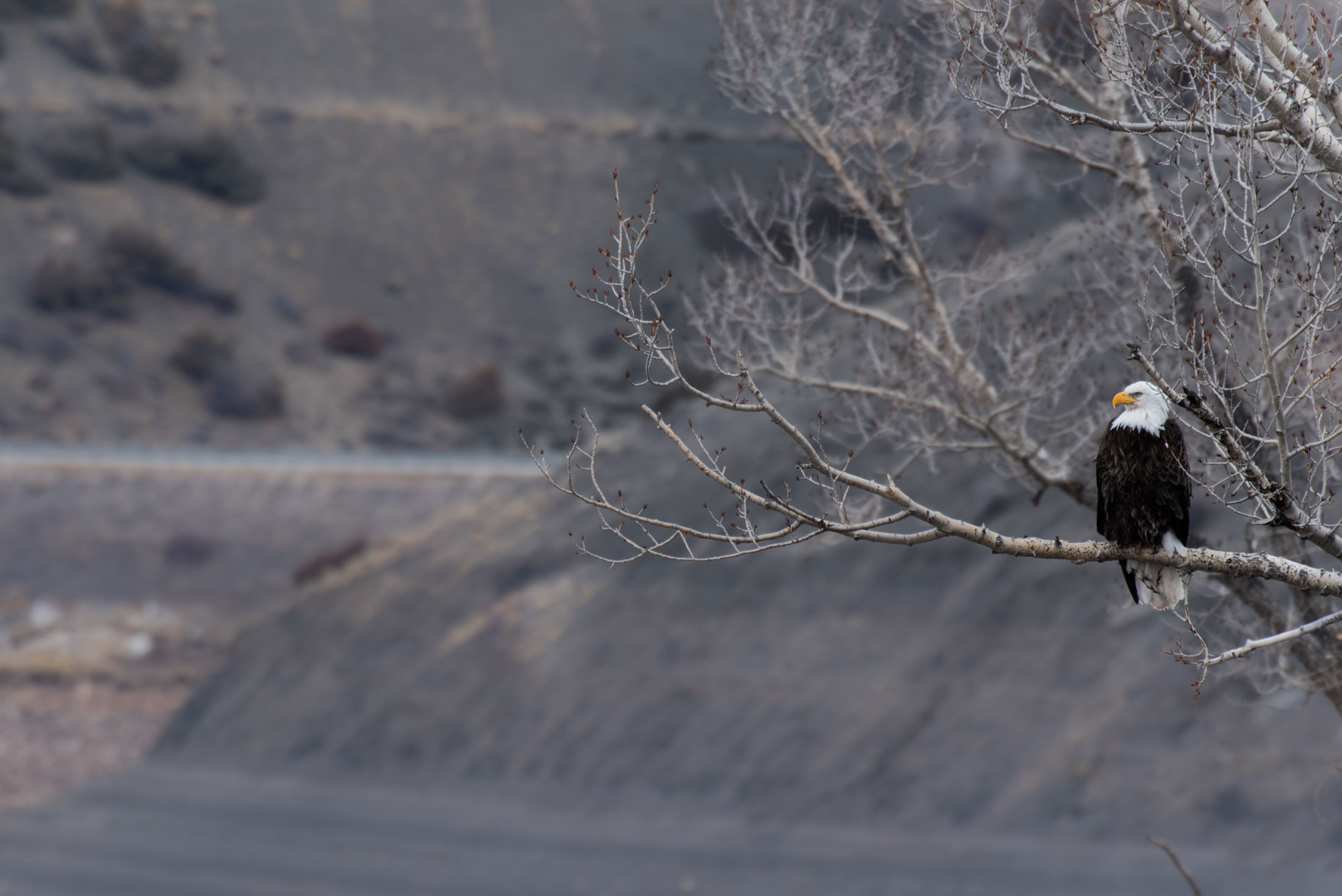 bald eagle near highway