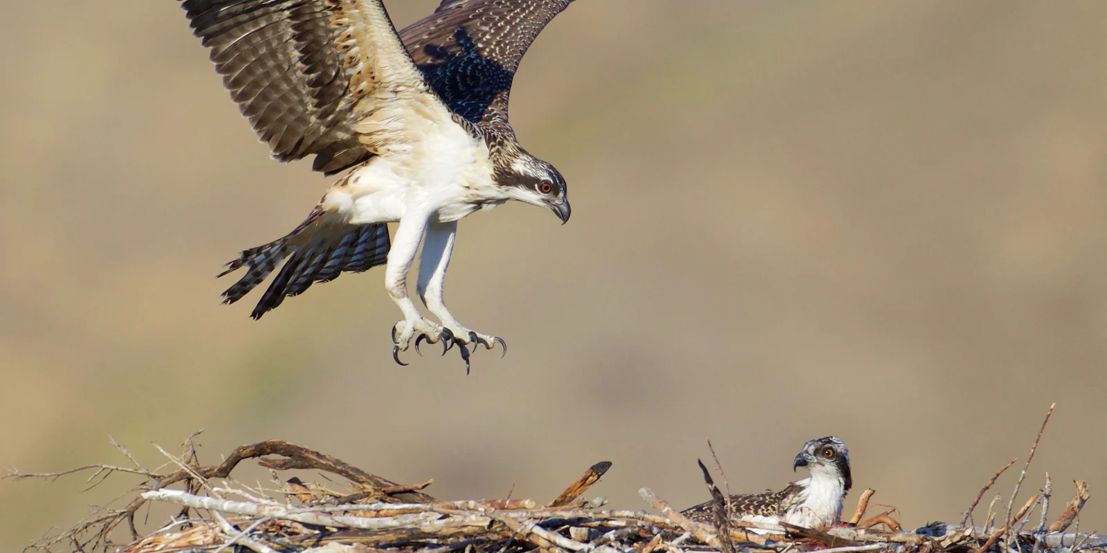 Bald Eagle & Migratory Bird Treaty Acts